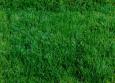 Green Grass From A Tilt