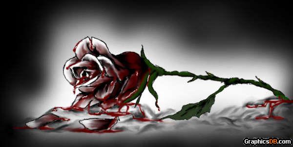 blood rose