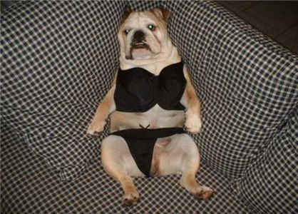 dog_wearing_underwear-11945.jpg