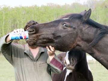 horse_drinking_pepsi-11936.jpg