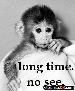 long time no see monkey
