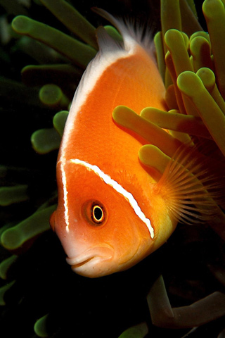 Anemone Fish iPhone Wallpaper