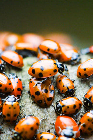 Ladybugs iPhone Wallpaper