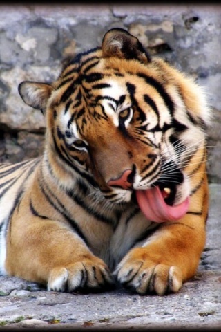 Tiger Cleaning iPhone Wallpaper
