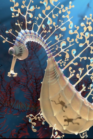 Giant Seahorse Cellphone Wallpaper