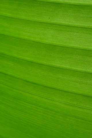 Facebook Palm Leaf(1) Cellphone Wallpaper pictures, Palm Leaf(1