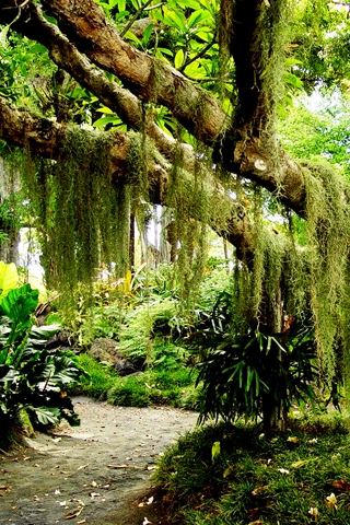 Spanish Moss Cellphone Wallpaper