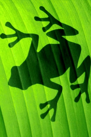 Tree Frog Cellphone Wallpaper