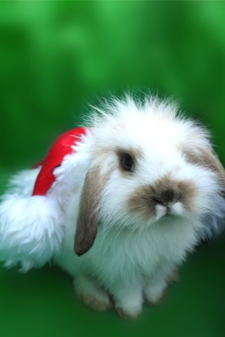 Christmas Bunny iPhone Wallpaper
