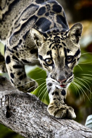 Clouded Leopard iPhone Wallpaper