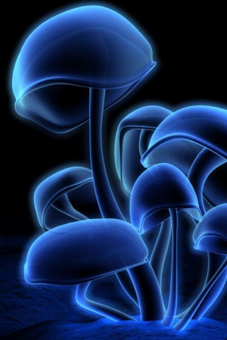 Mushroom iPhone Wallpaper