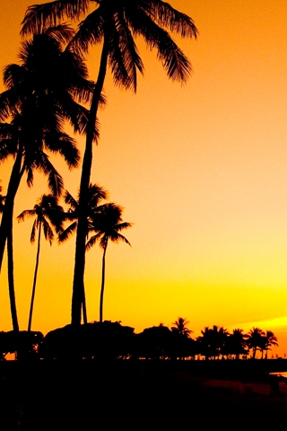 Sunset Palms iPhone Wallpaper