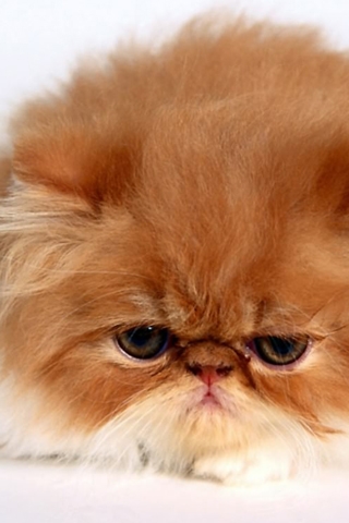 angry_kitty.jpg