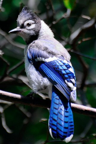 Blue Jay