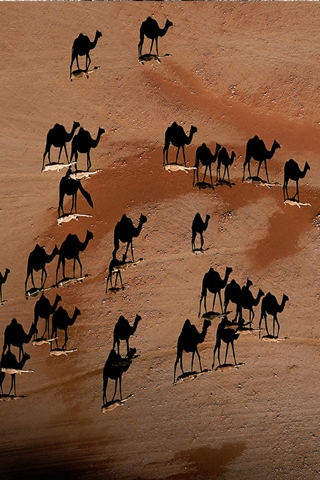 Camels