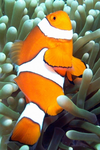 Clownfish