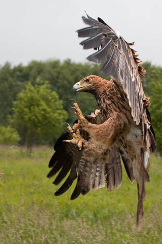 Eagle Strike