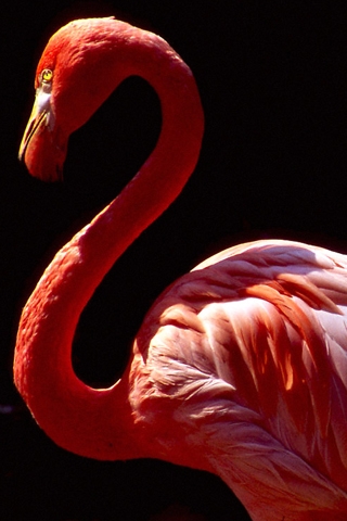 Flamingo