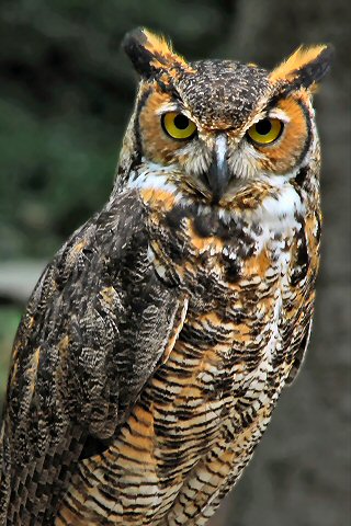 Horned Owl