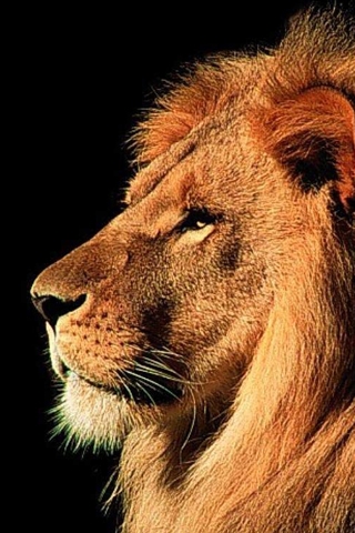 Lion Profile