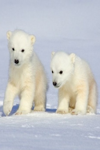 polar_cubs.jpg