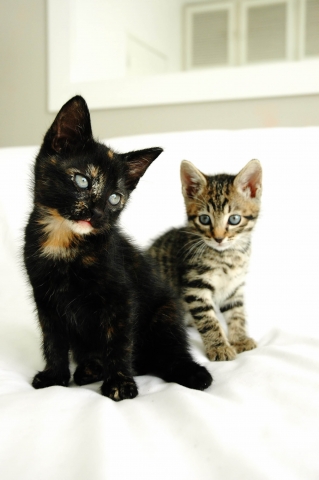 Two Kittens