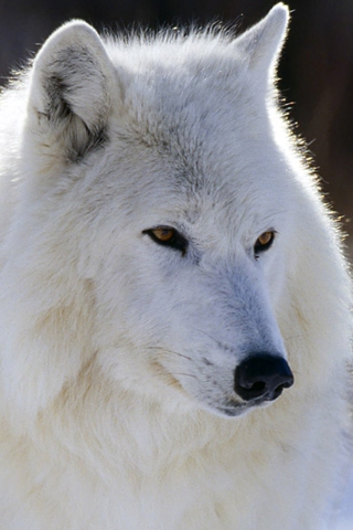 White Wolf