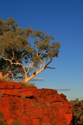 Karijini Trees