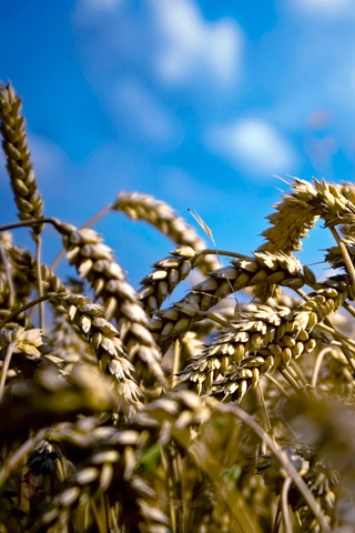 Wheat and Grains