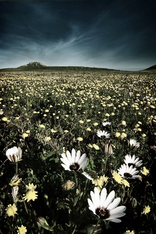 Flower Field