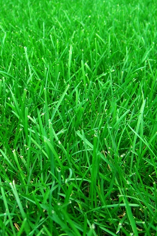 Green Grass