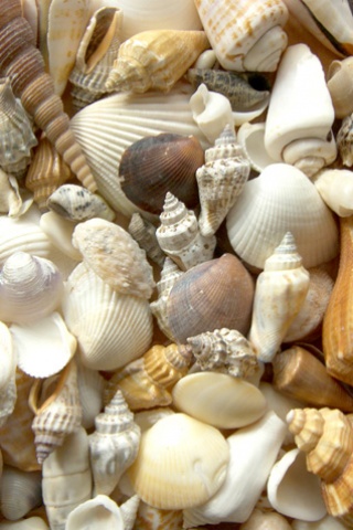 Seashells