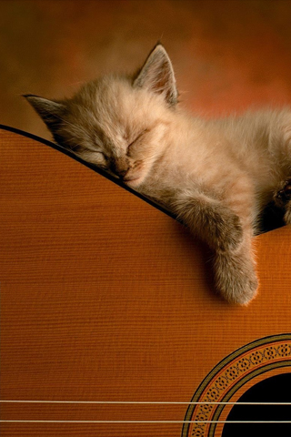 Acoustic Kitty