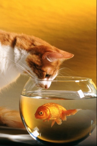 Cat and Fish