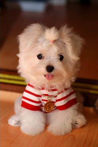 Cuty Puppy
