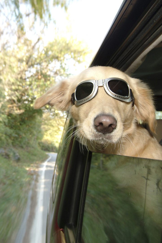 Dog With Cool Glasses
