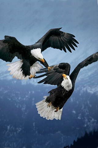 Eagle Battle