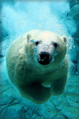 Polar Bear Swim