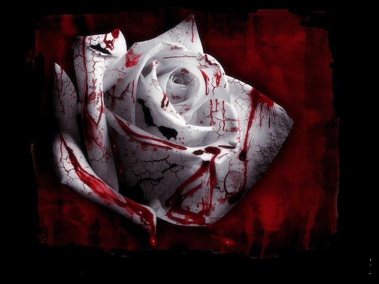 blood rose