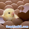 baby chick