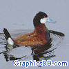 ruddy duck