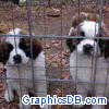 puppys in jail