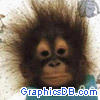 funny monkey baby