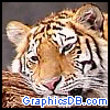 Icons-Animals180