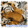 Icons-Animals184