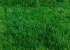 Green Grass From A Tilt