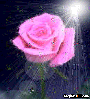 A rose