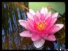 Pink water lily