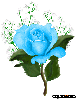 rose blue