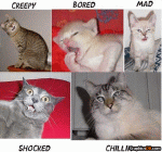 cat emotions